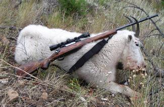 The first Rocky Mountain Goat harvested         with the .411 Ryan
